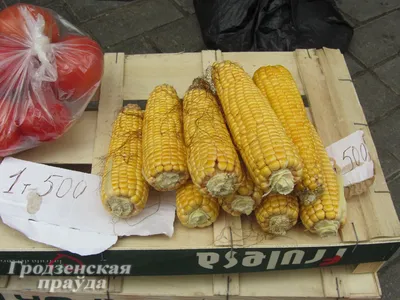 Продавцов ворованной с колхозного поля кукурузы будут штрафовать
