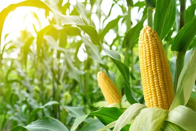 Чем кормовая кукуруза отличается от сладкой и можно ли есть початки с полей  | tochka.by