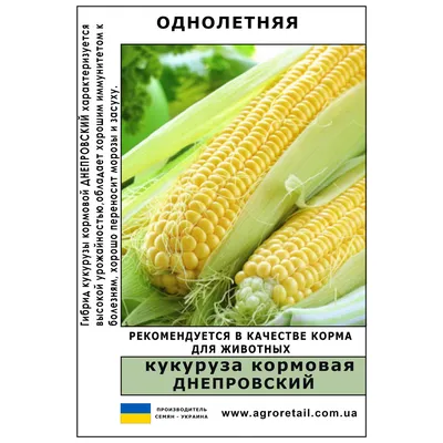 Почему во Владимирской области кормовую кукурузу предпочитают овощной —  АгроXXI