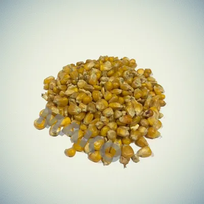 Кукуруза кормовая Кадр 267 МВ, 1 кг купить 〛по выгодной цене в Киеве и  Украине | Фото | Отзывы