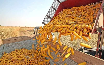 Кормовая кукуруза | Кострома