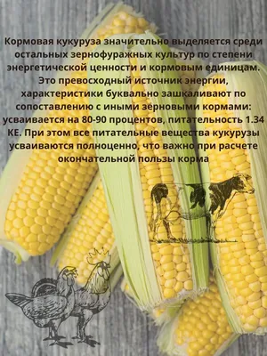 Партия кормовой кукурузы приморского производителя оказалась испорченной
