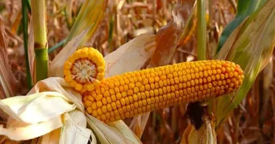 Чем кормовая кукуруза отличается от сладкой и можно ли есть початки с полей  | Tochka.by | Дзен