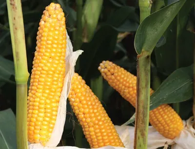 В Карелии собрали богатый урожай кукурузы | ИА Красная Весна