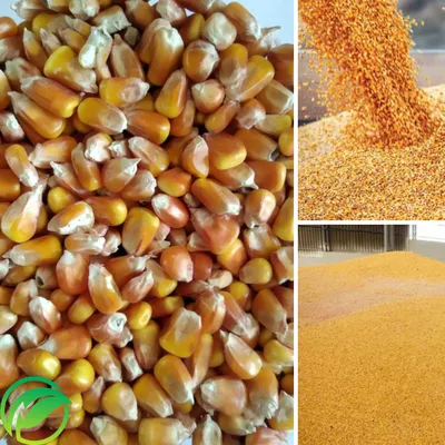 Купить семена кормовой кукурузы оптом | Agro LG