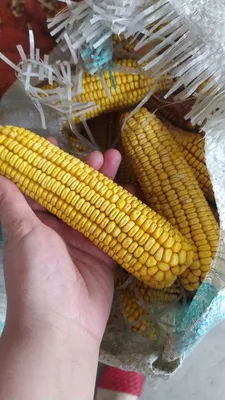 Кукуруза станет мягкая и сладкая - как выбрать и правильно сварить | РБК  Украина