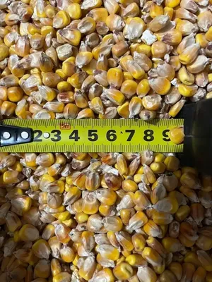 Кукуруза кормовая Амарок F1 (Мнагор) 1кг | Семена кукурузы | Фиалка.net