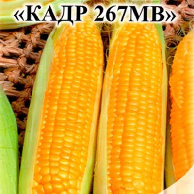 Купить кукуруза кормовая Канск оптом и в розницу по низкой цене