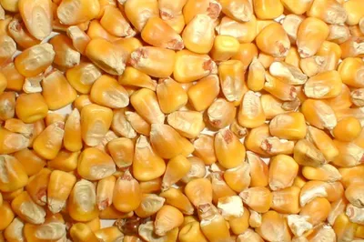 Кукуруза продовольственная, кормовая ГОСТ