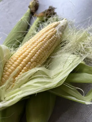 Кадр 267МВ кукуруза кормовая семена купить Україна, цена в  интернет-магазине Супермаркет Семян
