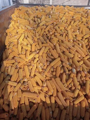 Кормовая кукуруза, Кормовой горох на корм купить в Белебее | Животные и  зоотовары | Авито