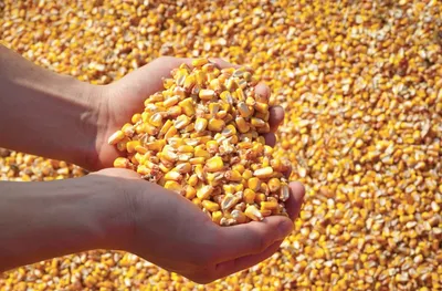 Семена Кукурузы кормовой Фиеста Агролиния - купить по лучшей цене в Одессе  от компании \"💙АГРОЛИНИЯ™💛\" - 388893787