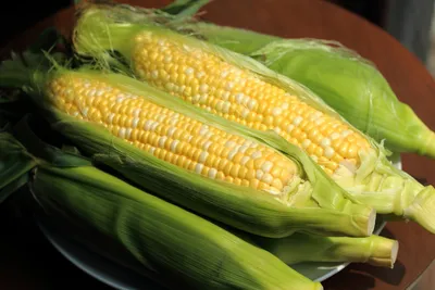 Кормовая кукуруза: как отличить от пищевой | WDAY