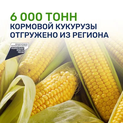 Семена кукурузы «Яровец 243 МВ» F1 (кормовая), ТМ OGOROD - 10 грамм купить  недорого в интернет-магазине семян OGOROD.ua