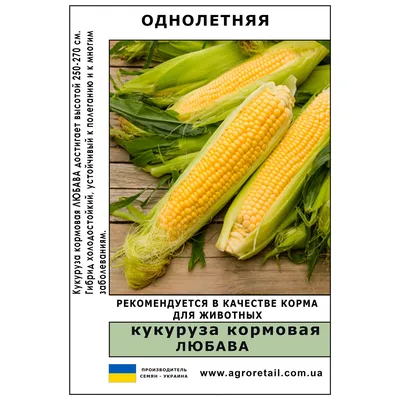 6000 тонн кормовой кукурузы отгружено из региона – Министерство  агропромышленного комплекса и развития сельских территорий Ульяновской  области