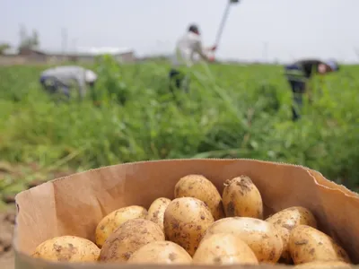 Семенной картофель Констанс (1 репродукция) купить в Украине | Веснодар