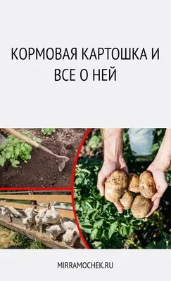 Продам картофель кормовой, купить картофель кормовой, Волынская обл —  Agro-Ukraine