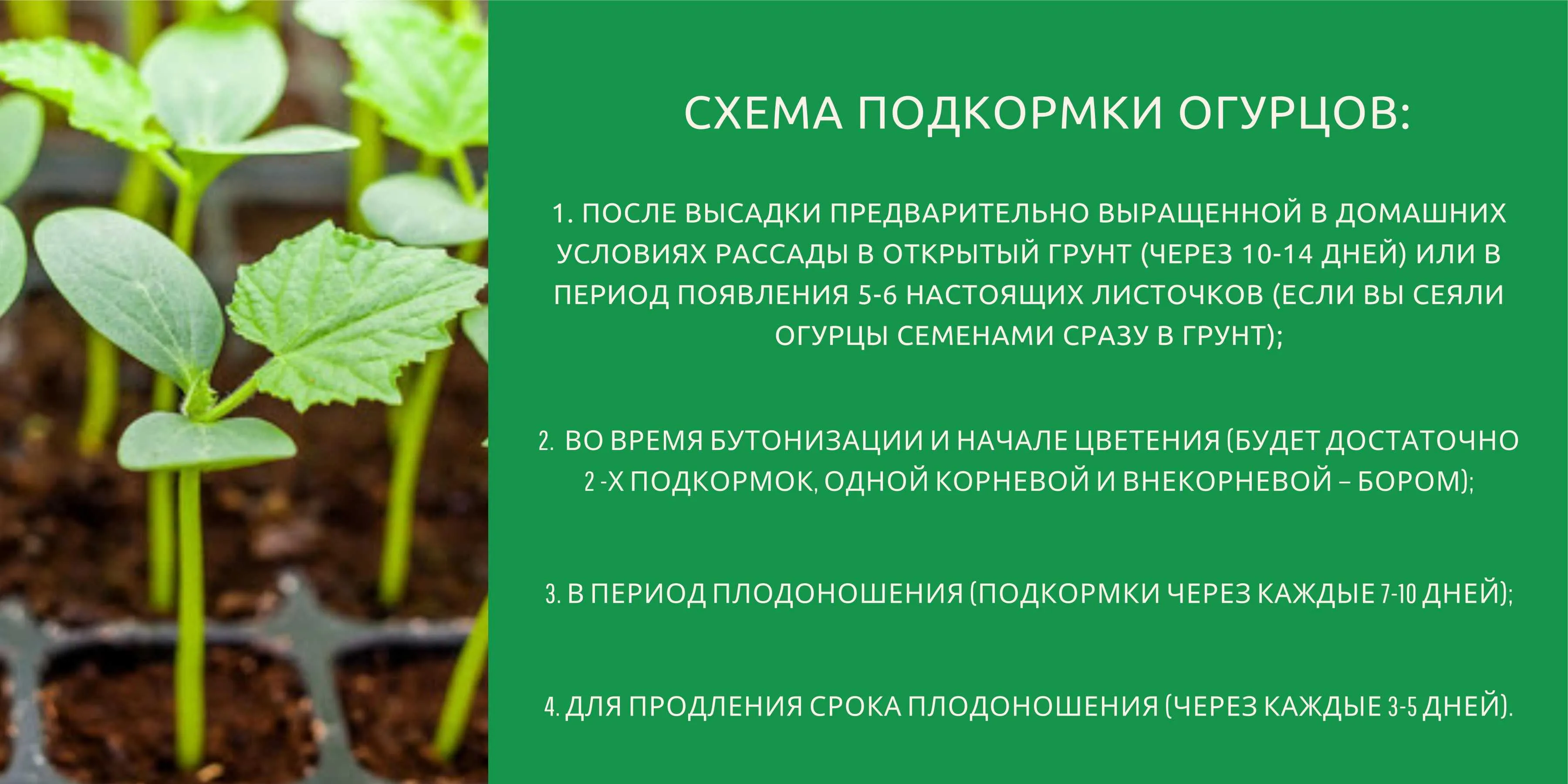 Подкормка огурцов во время плодоношения в открытом. Схема подкормки огурцов. Огурцы схема подкормок. Схема подкормки огурцов в открытом. Схема подкормки огурцов в открытом грунте.