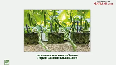 Основные правила полива огурцов - полезные статьи о садоводстве от  Agro-Market24