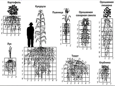 Клубника садовая Априка (Открытая корневая система) — Рассада цветов и  овощей.