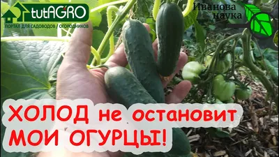 Основные правила полива огурцов - полезные статьи о садоводстве от  Agro-Market24