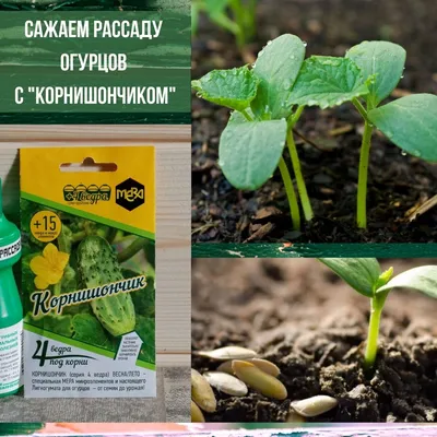 Чем подкормить огурцы для хорошего роста | На грядке (Огород.ru)