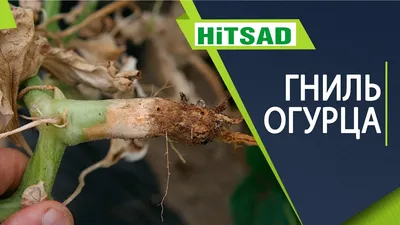 Корневая гниль огурцов – 2 способа, как можно спасти растения и не потерять  урожай!