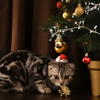 Кот, елка и Новый год. 10 забавных фотографий | Правмир