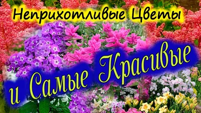 Скачать «Самые красивые цветы для сада Справочник цветовода» Наталья  Власова - Эксмо