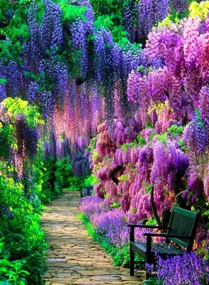 Красивый сад с цветущая глициниями различных оттенков | Натуральный,  Цветоводство, Мать природа