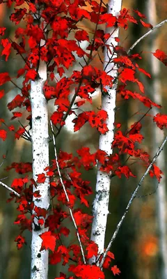 Береза с красными листьями (41 фото) - 41 фото