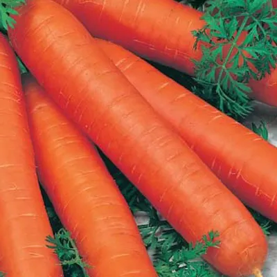 Красная морковь фото фото