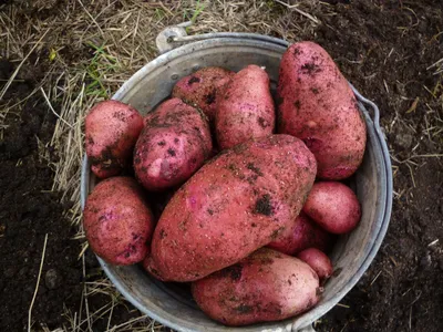 Красные сорта картофеля фото фото