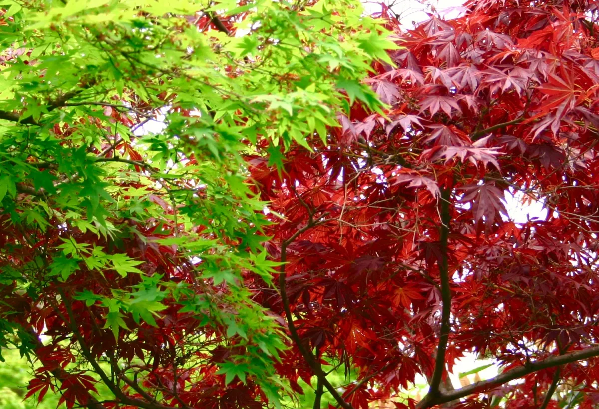 Клён канадский краснолистный. Клен красный Acer rubrum. Клен остролистный красный. Клен канадский остролистный. Красные деревья названия и фото