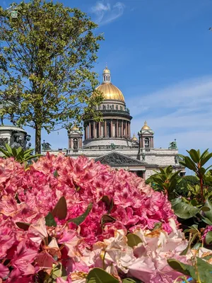 Уходящая красота чудо-сада на Исаакиевской площади | Видение Петербурга |  Дзен