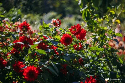 В ботаническом саду Киева расцвела октябрьская красота | Комментарии.Киев