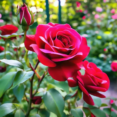 Красота розы 🌹красных в саду» — создано в Шедевруме