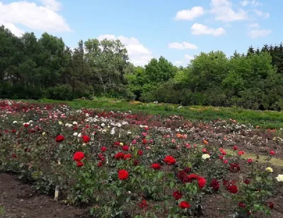 Красота парков Сада глазами \"Крым. Путешествия\" | Никитский ботанический сад