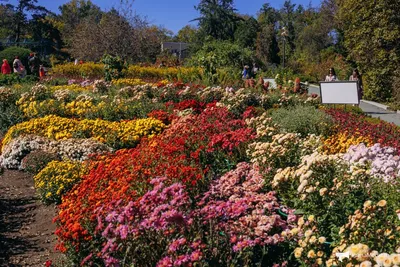 красивый цветущий сад красота заднего двора Фон И картинка для бесплатной  загрузки - Pngtree