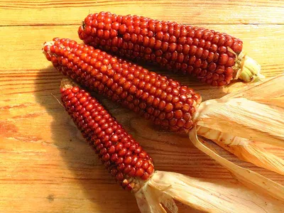 Кремнистая кукуруза фото фото