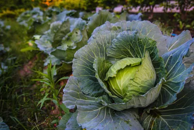 картинки : Пища, Натуральные продукты, местная еда, цветная капуста, крестоцветные  овощи, вся еда, Овощной лист, Веганское питание, Вегетарианская еда,  Суперпродукты, растение, производить, ингредиент, натюрморт, брокколи,  Натюрморт фотография, фрукты ...