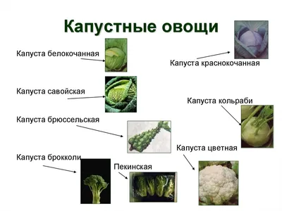 Органические продукты питания Крестоцветные овощи Вегетарианская кухня,  овощи, натуральные продукты питания, листовые овощи, продукты питания png |  Klipartz