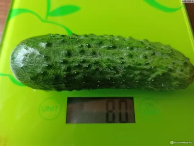 Огурец Зеленый Змей F1+Зеленый крокодил 🥒 купить с доставкой почтой, цены,  фото в интернет-магазине Dolinasad.by