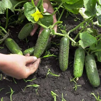 Огурец Зеленый Змей F1+Зеленый крокодил 🥒 купить с доставкой почтой, цены,  фото в интернет-магазине Dolinasad.by