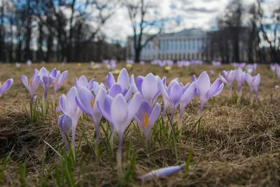 Крокусы (50 фото цветов): посадка, уход, размножение