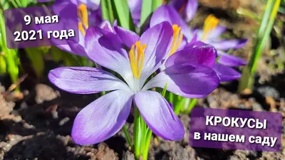 ТОП-8 самых больших! Выбираем лучшие сорта крупноцветковых крокусов