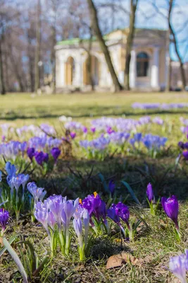 Крокусы Mixed Colours