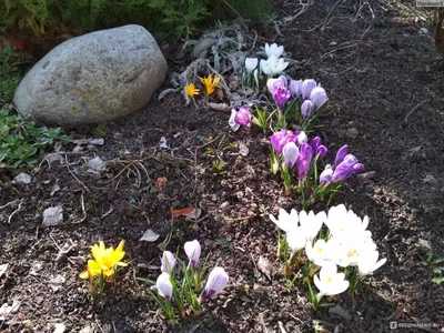 Крокус Сине-белый (Crocus Blue-White) - Луковицы крокусов - купить недорого  Крокусы в Москве в интернет-магазине Сад вашей мечты