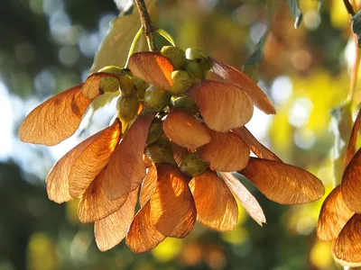 Клен остролистный Глобозум. (Acer platanoides Globosum) С20 ШТАМБ, 70-100см  купить в интернет-магазине ЦВІТСАД с доставкой по Украине