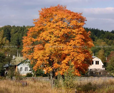 Крылатки ясеня - картинки и фото (66 шт)